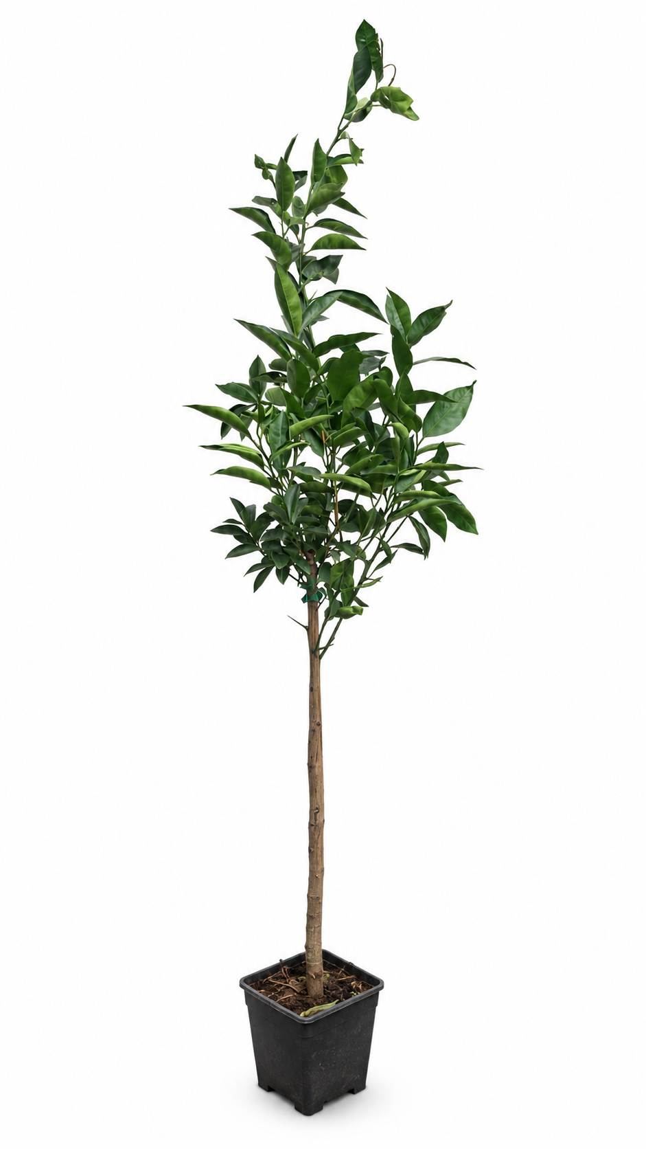 Arancio Vaniglia – Vanilleorange Citrus sinensis 100–120 cm – süßer Orangenbaum