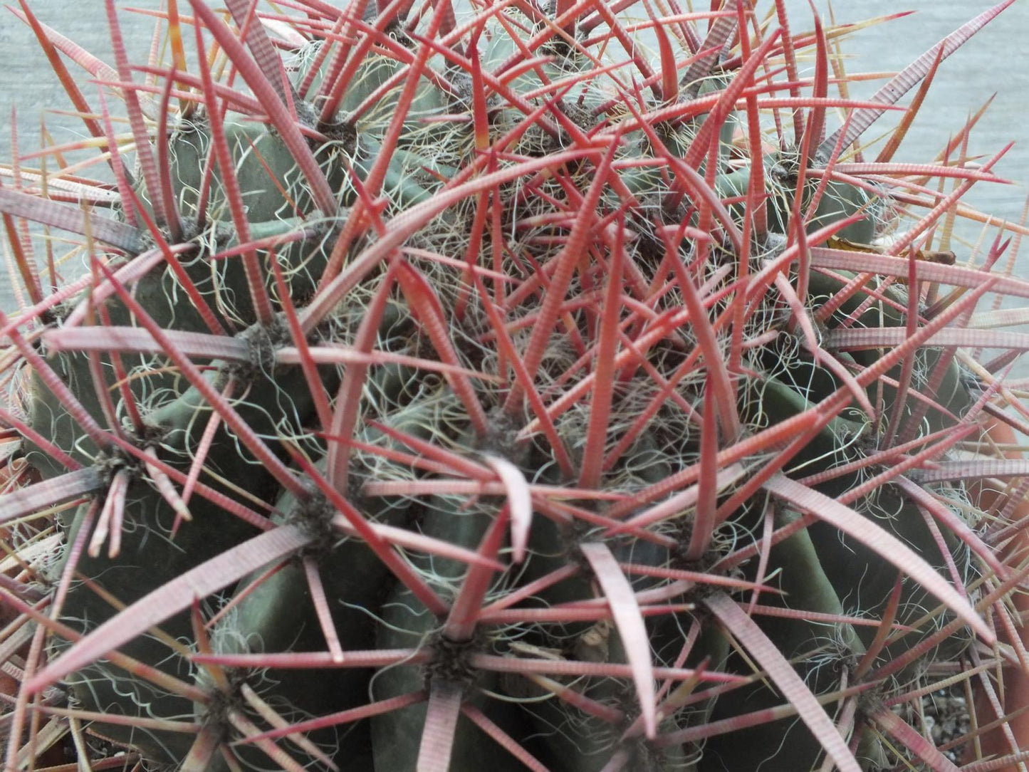 Ferocactus stainesii Ø 25-30 cm - eindrucksvoller Kaktus - Kakteen