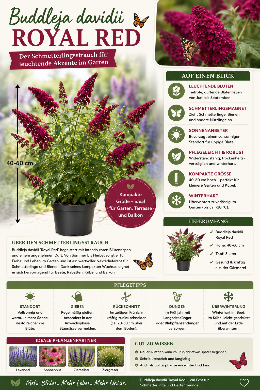 Buddleja davidii 'Royal Red' 40–60 cm – Sommerflieder – Schmetterlingsflieder – Blütenstrauch im 3L Topf