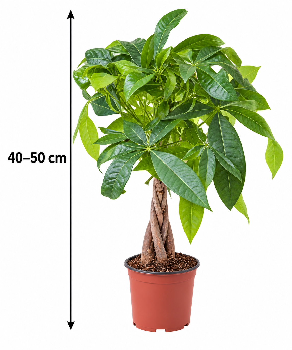 Pachira aquatica 40–50 cm – Glückskastanie, pflegeleichte Zimmerpflanze für Wohnzimmer & Büro