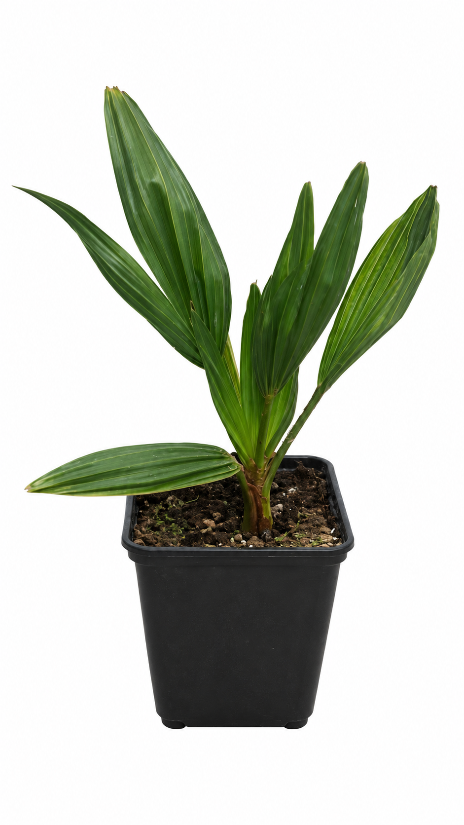 Trachycarpus wagnerianus ca. 25 cm – Wagners Hanfpalme, winterharte Fächerpalme für Garten, Balkon und Kübel