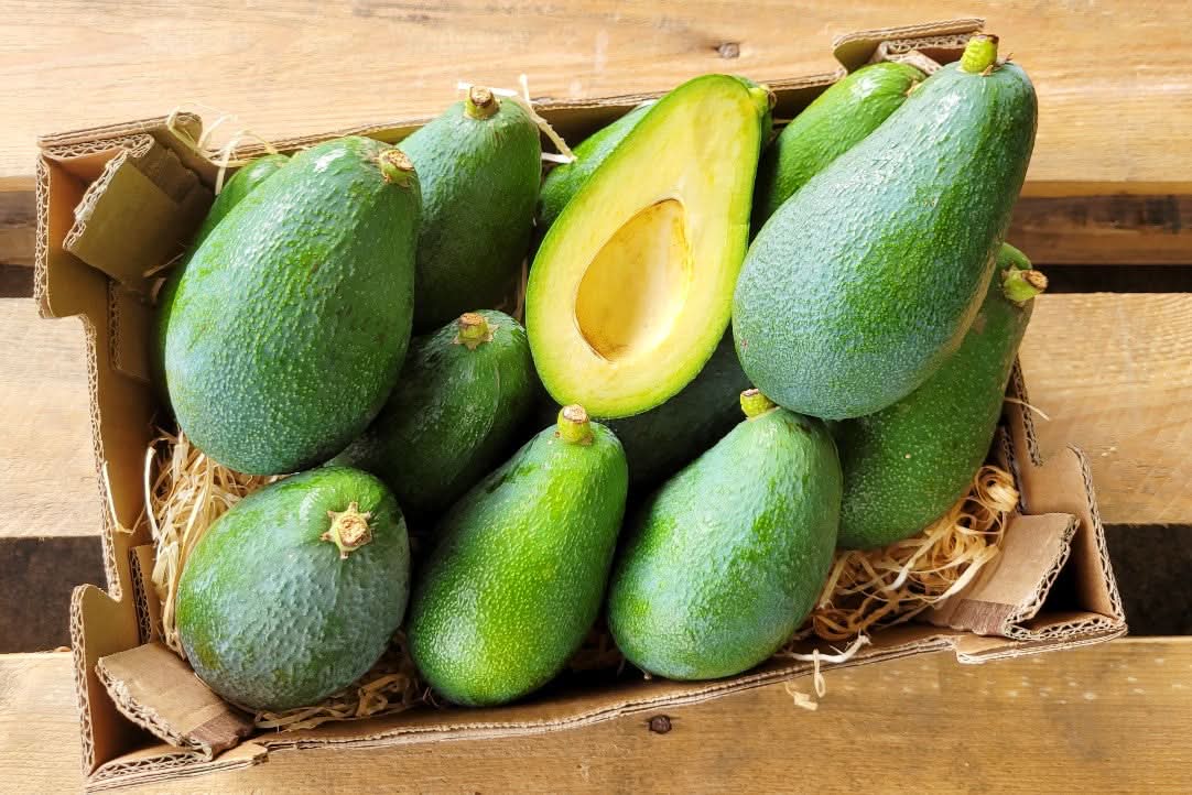 Avocadopflanze „Fuerte“ – Echter Avocadobaum ca. 130–160 cm Höhe im Topf | Avocado Pflanze für Zuhause & Garten
