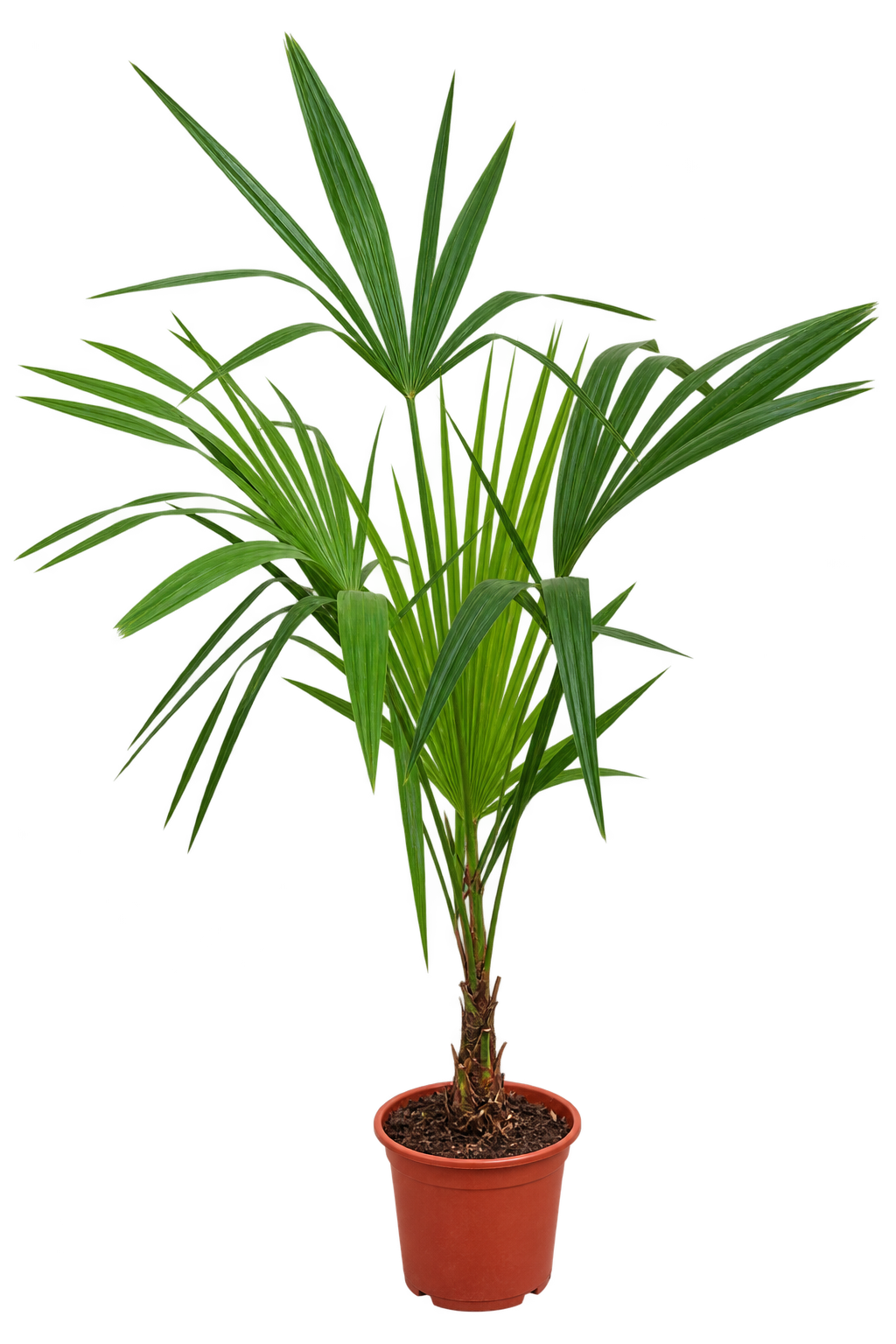 Chinesische Hanfpalme 130–160 cm – Trachycarpus fortunei – Winterharte Palme für Garten, Terrasse und Kübel