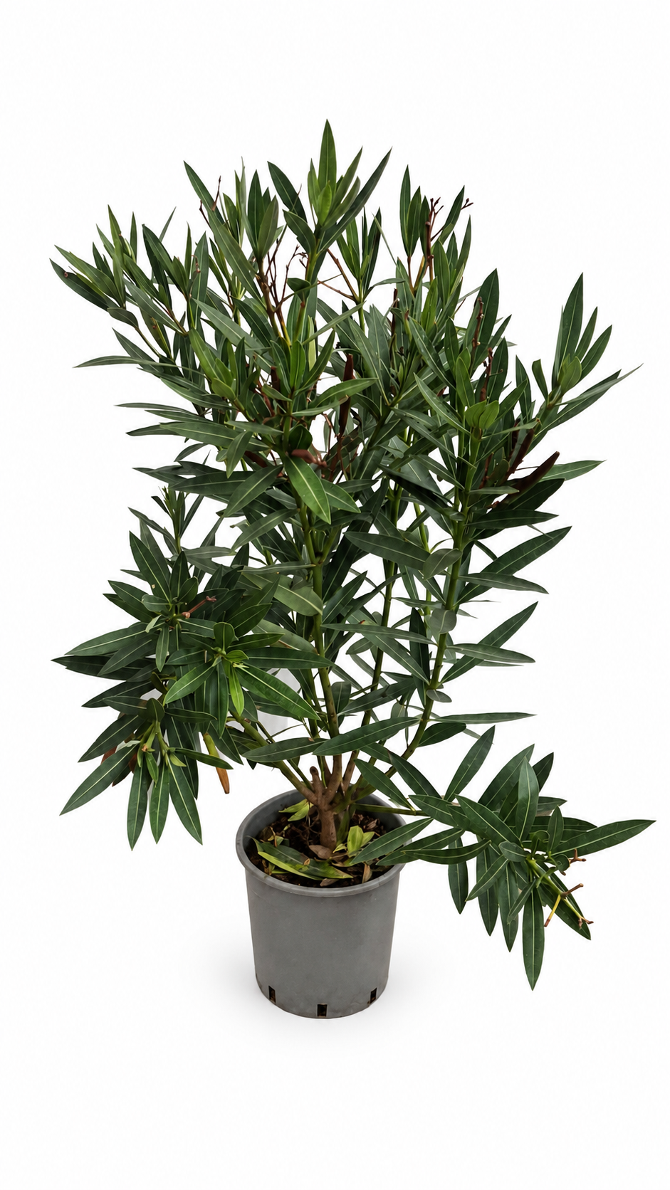 Oleander Semplice Rot 120–140 cm – rot blühender Rosenlorbeer für Terrasse, Balkon und Garten