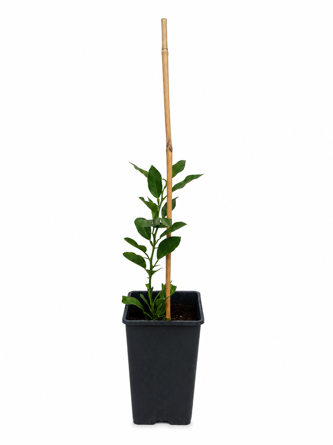 Yuzu Zitrone ca. 40 cm – Citrus junos – winterharte Japanische Zitrone für Kübel, Balkon und Terrasse