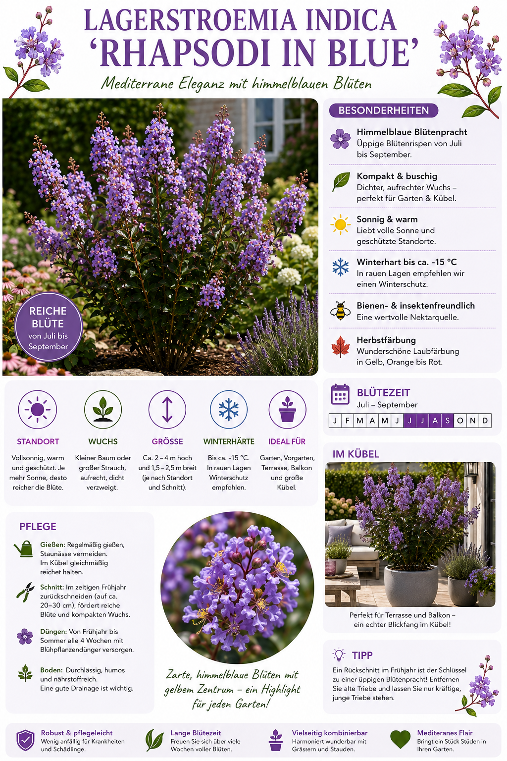 Lagerstroemia indica Rhapsody in Blue 40–60 cm – Violette Kreppmyrte im 2,5-Liter-Topf – Flieder des Südens für Garten und Kübel