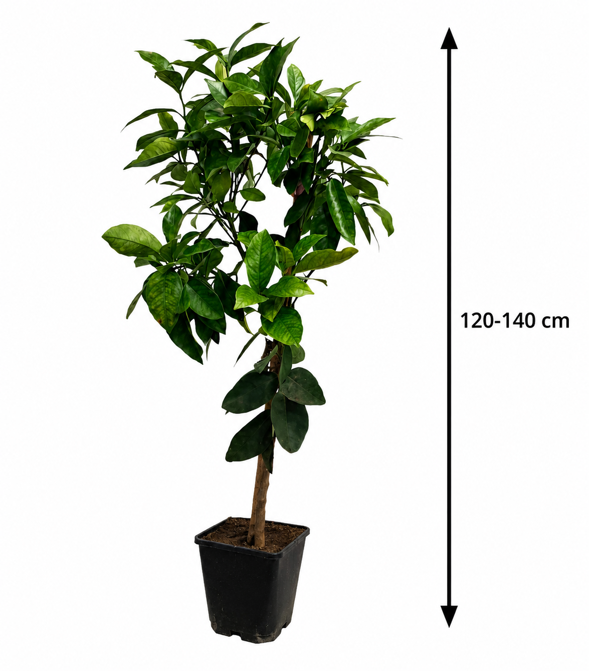 Citrus sinensis Sanguinello 120–140 cm – Blutorangenbaum Orangenbaum Mediterrane Zitruspflanze