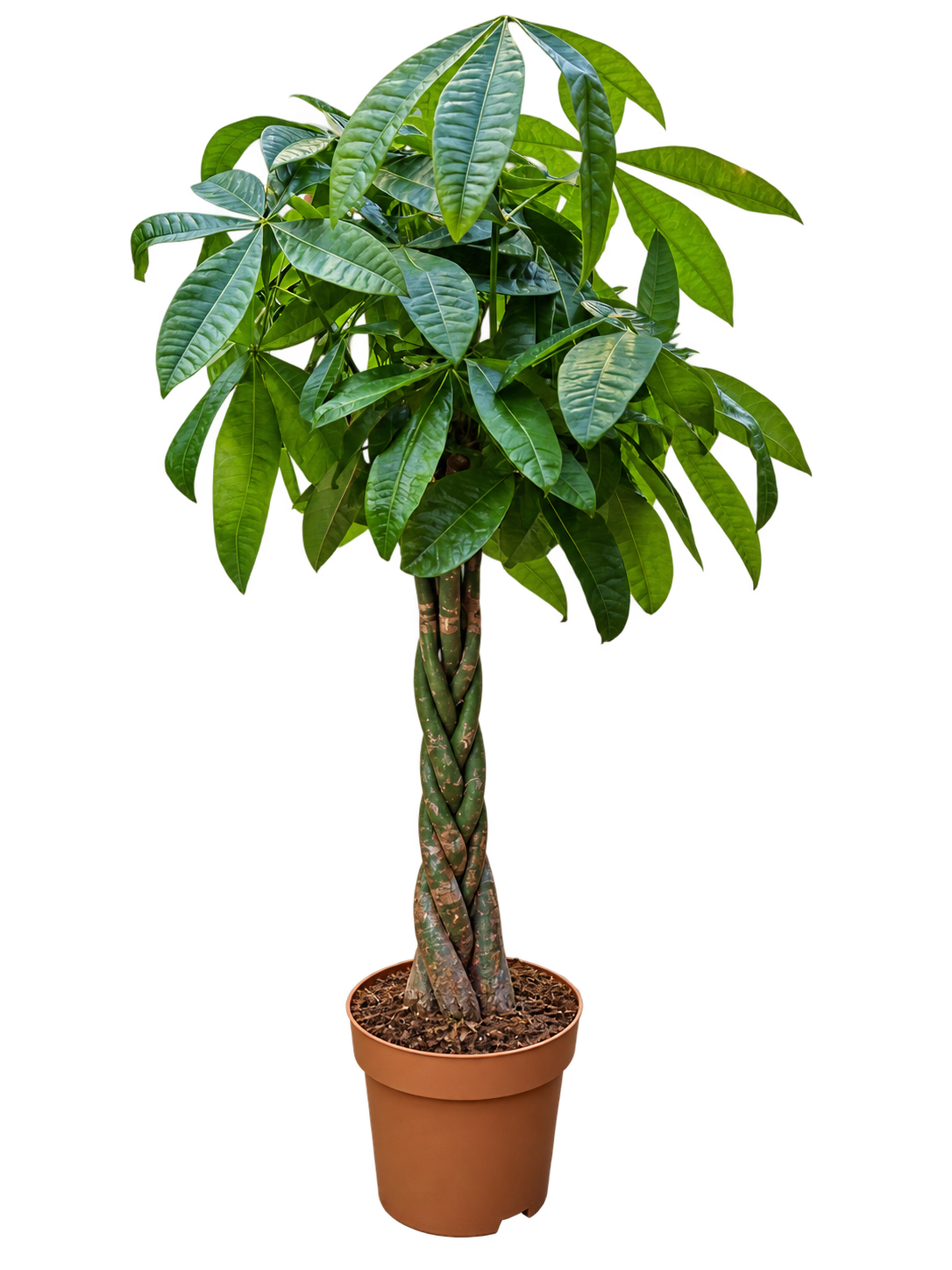 Pachira aquatica 160-190 cm Glückskastanie Zimmerpflanze