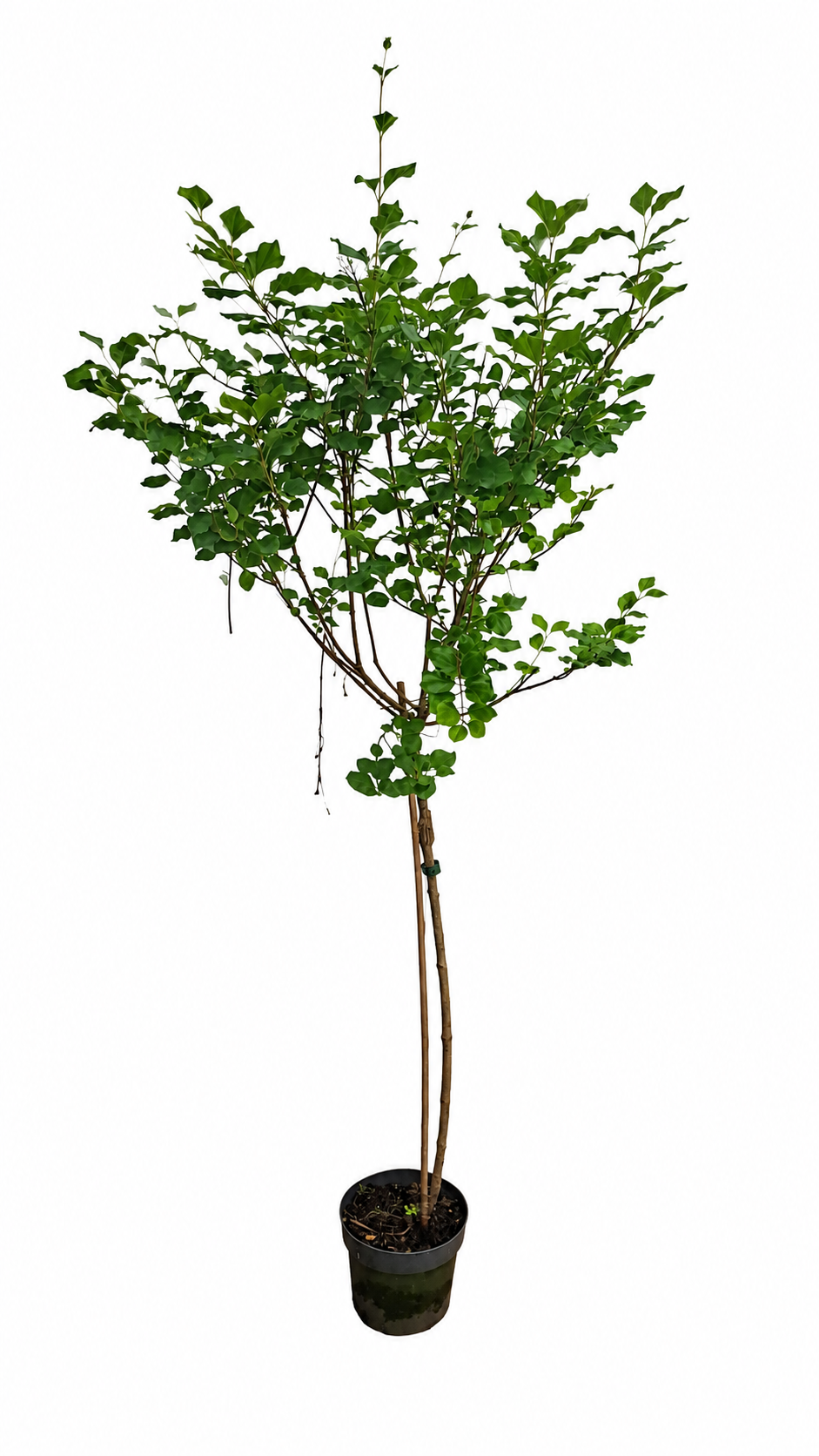 Zwergflieder Stamm Syringa meyeri Palibin ca. 120 cm – Duftflieder Stämmchen winterhart Blütenstrauch