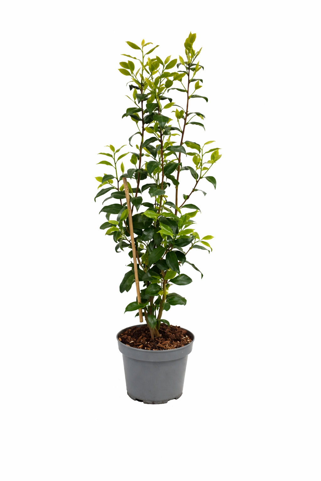Camellia japonica ‘Brushfield’s Yellow’ – Japanische Kamelie cremegelb | Winterharte Kamelie, Immergrüner Zierstrauch, Gartenpflanze
