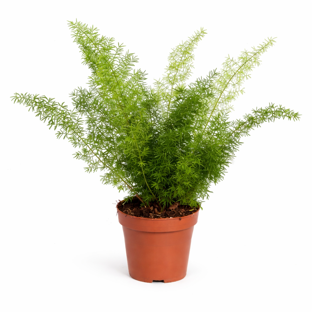 Asparagus Meyeri ca. 35 cm – Zierspargel Fuchsschwanz Farn – Zimmerpflanze im 12 cm Topf