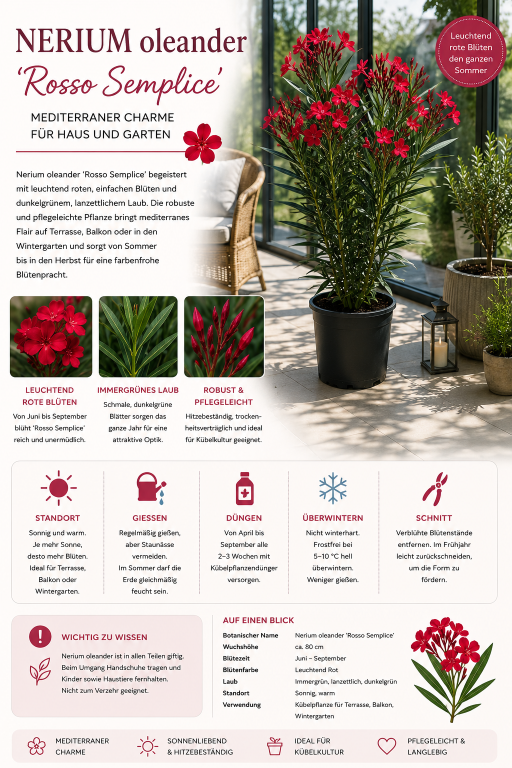 Nerium Oleander Rosso Semplice – Roter Oleander ca. 80 cm – Mediterrane Kübelpflanze mit Blütenpracht