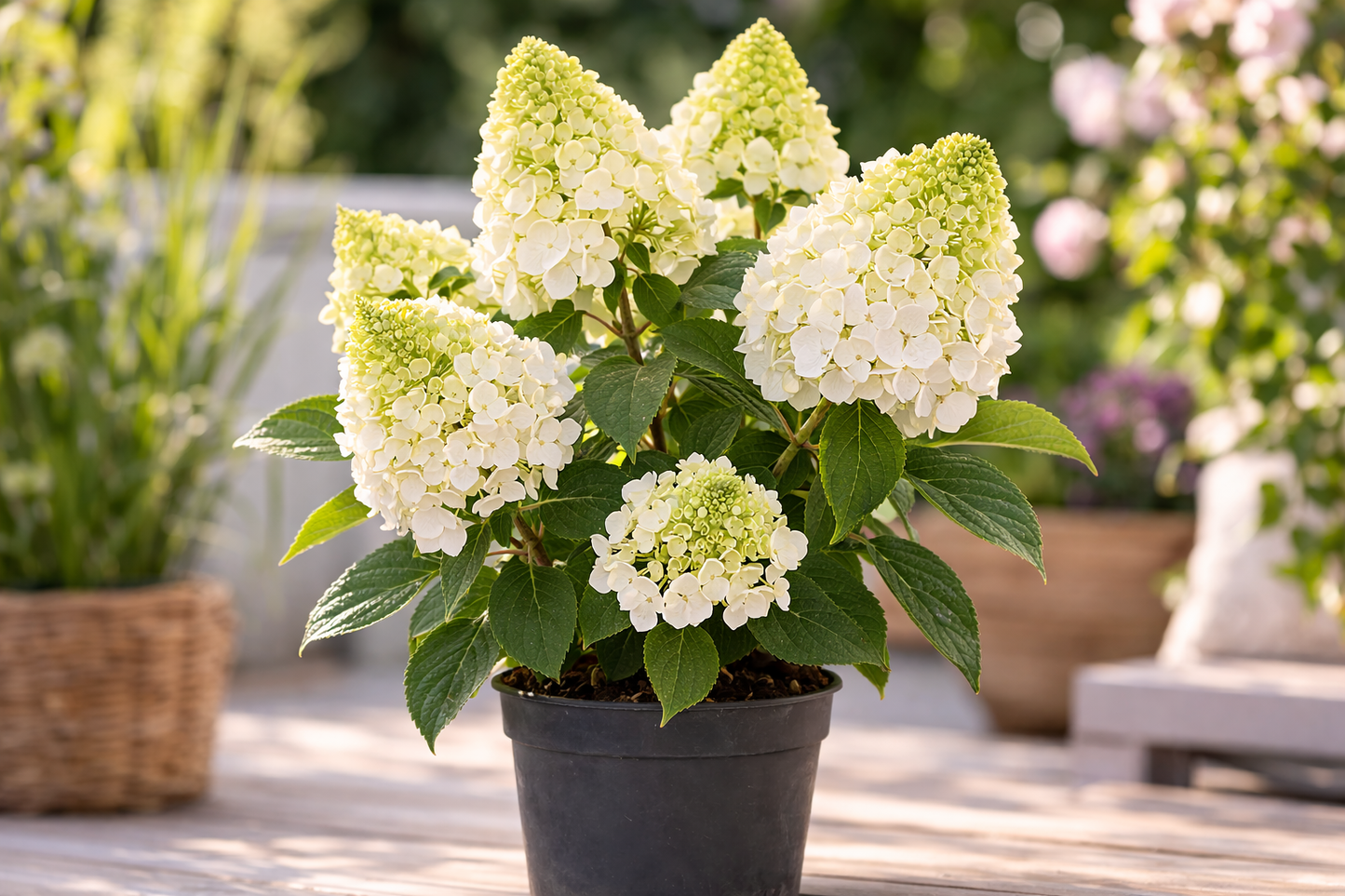 Latová hortenzie 'Candlelight' – Hydrangea paniculata v 3l květináči | Letní okrasný keř do zahrady i květináče