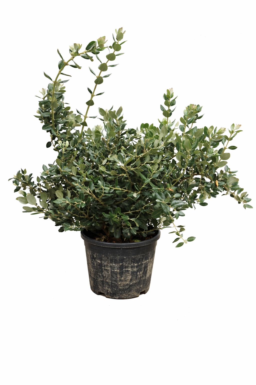 Rarität Metrosideros excelsa 80–100 cm Neuseeländischer Weihnachtsbaum Eisenholzbaum Südseemyrte Kübelpflanze exotisch