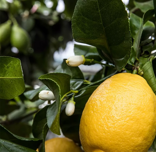 Zitronenbaum 'Zagara Bianca' – Citrus x limon, 100–140 cm, duftende weiße Blüten & essbare Zitronen