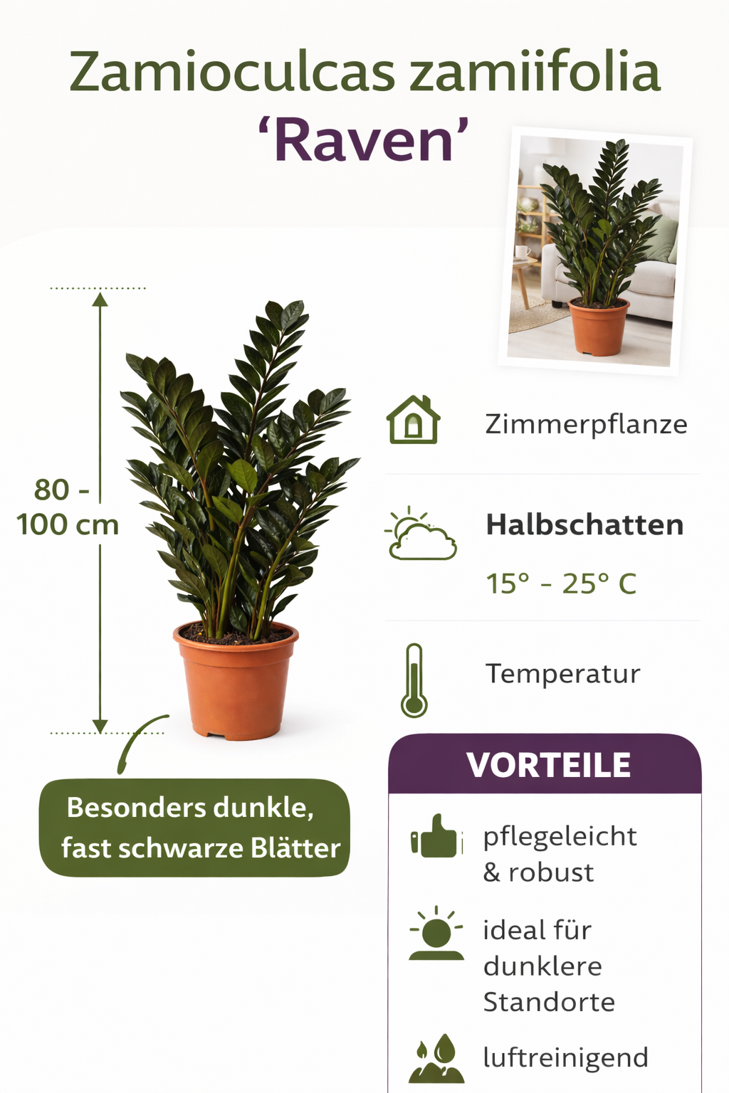 Zamioculcas Raven 80–100 cm – Schwarze Glücksfeder Zimmerpflanze | Zamioculcas zamiifolia Raven