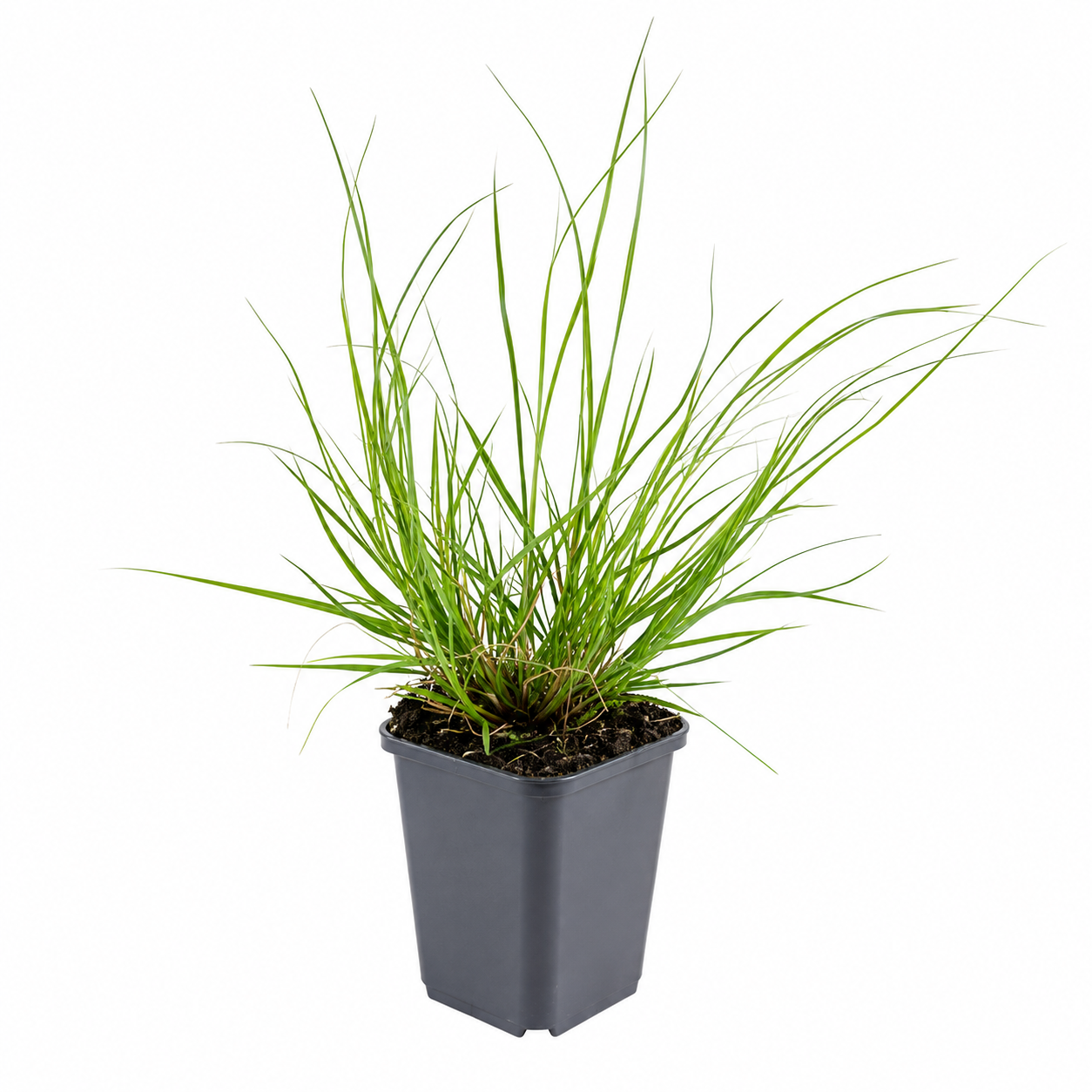 Pennisetum alopecuroides Hameln 0,5L – Lampenputzergras – winterhartes Ziergras für Garten, Beet & Kübel