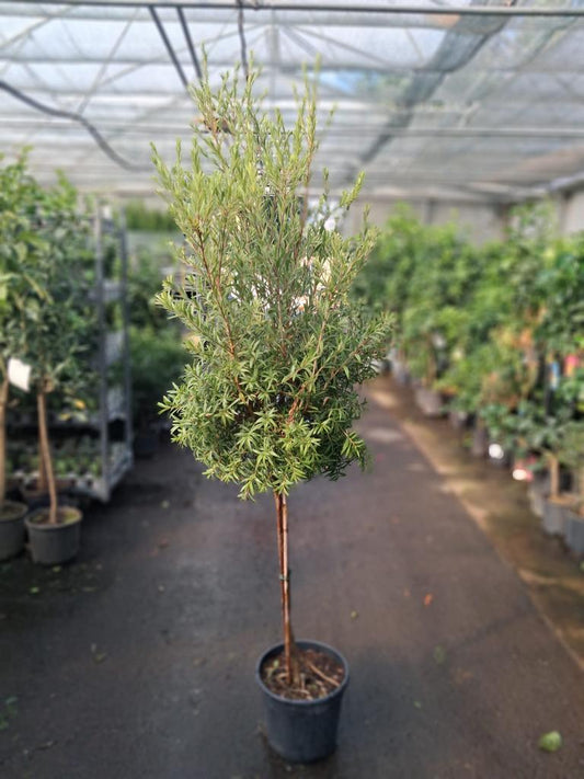 Callistemon Captain Cook Stämmchen (Zylinderputzer, Flaschenputzerbaum) – ca. 180–200 cm inkl. Topf, immergrün & blühfreudig