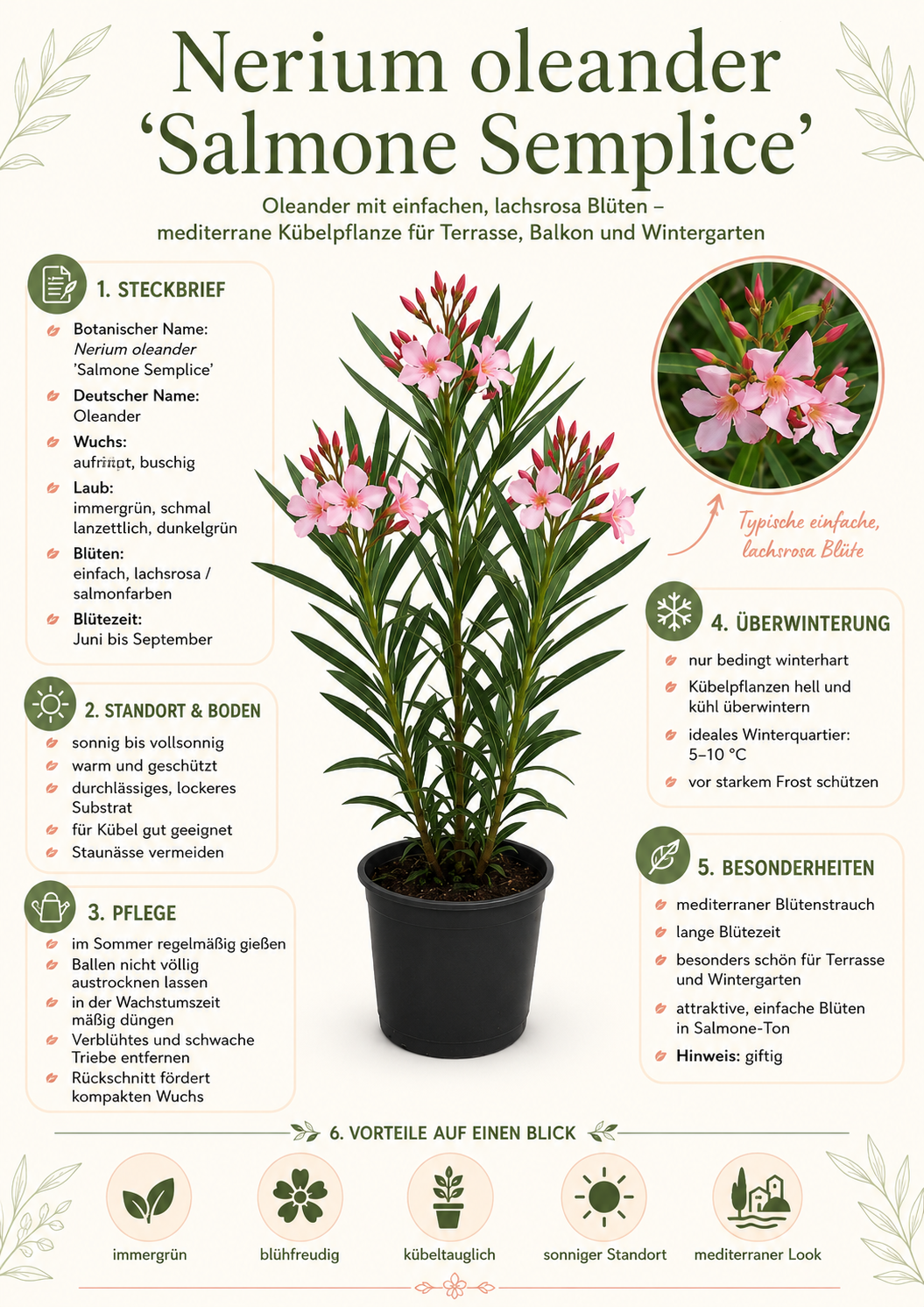 Nerium Oleander Salmone Semplice – Lachsfarbener Rosenlorbeer Oleander ca. 80 cm mediterrane Kübelpflanze