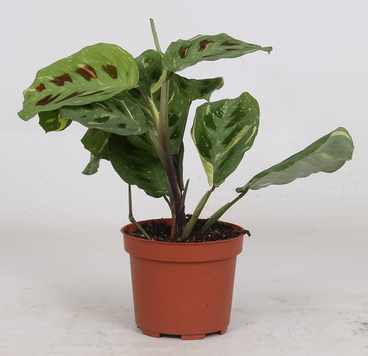 Maranta Leuconeura 'variegata ' ca. 30 cm Pfeilwurz - Zimmerpflanze - Grünpflanze