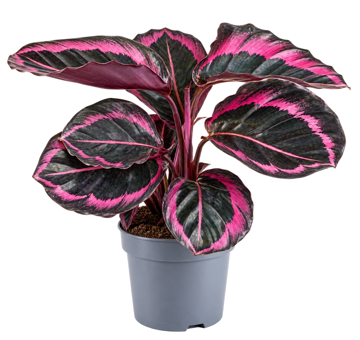 Calathea roseopicta 'Dottie' 'M' – Exotická pokojová rostlina s úžasným růžovým vzorem – Nenáročná pokojová rostlina