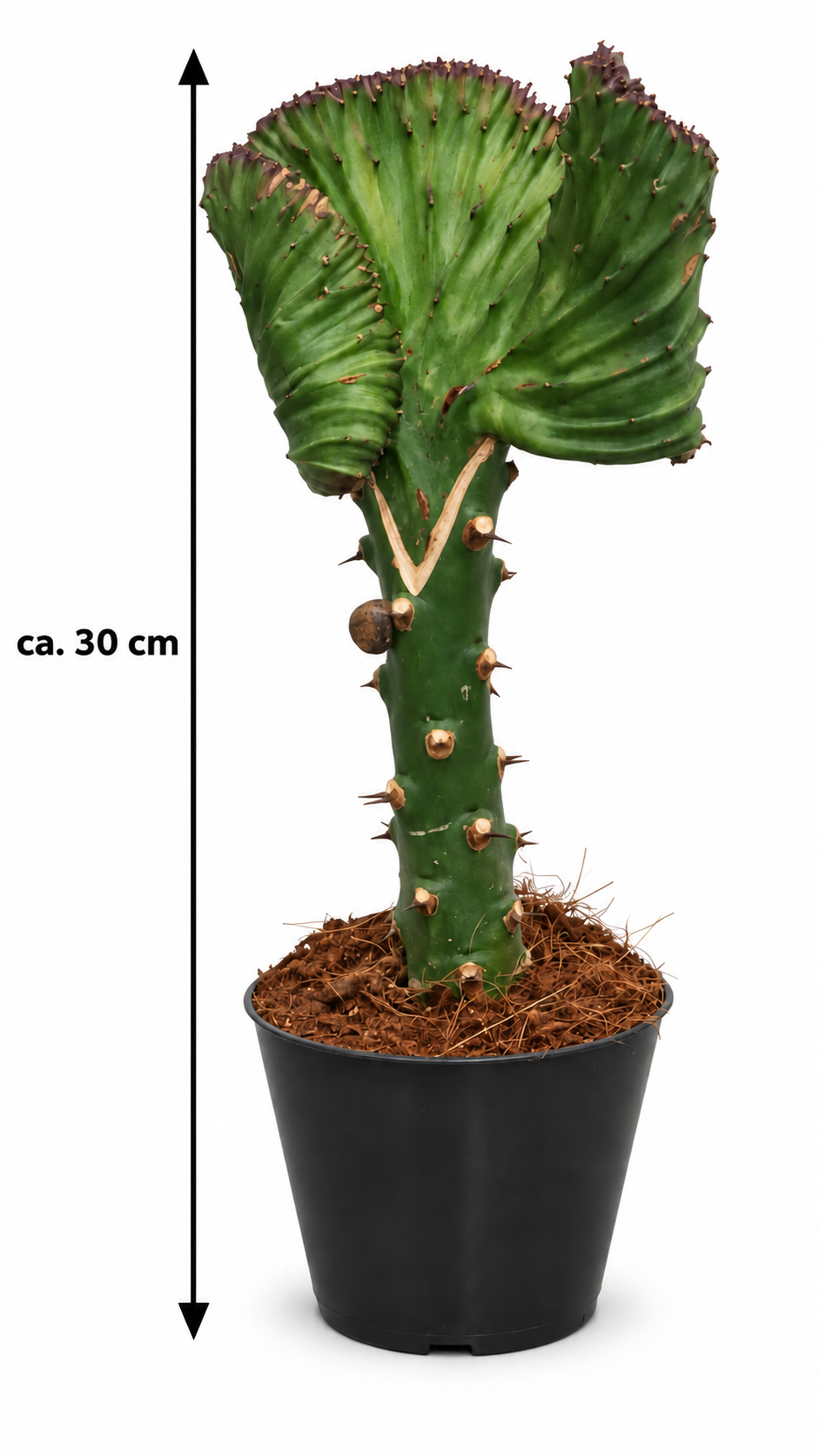 EUPHORBIA Lactea CRISTATA 30-35 cm GRÜN Zimmerpflanze Kakteen Sukkulent Kammartig Wellenartig Einzigartig unikat