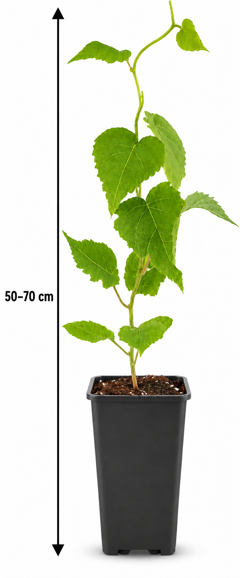 Kiwi ‘Hayward’ 50–70 cm – weibliche Kiwipflanze Actinidia deliciosa für Garten, Terrasse und Spalier