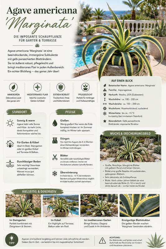 Agave americana Variegata 50–60 cm – Buntblättrige Amerikanische Agave – robuste Sukkulente für Garten, Terrasse & Kübel