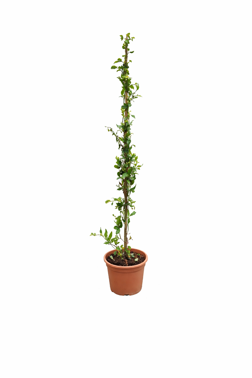 Plumbago auriculata 120–160 cm – Chinesischer Bleiwurz | Blauer Jasmin Kübelpflanze für Garten & Terrasse