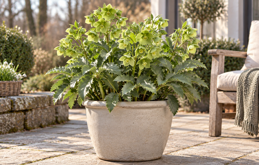 Korsische Nieswurz – Helleborus argutifolius, immergrüne Blütenstaude für Garten & Kübel – 15–20 cm inkl. Topf