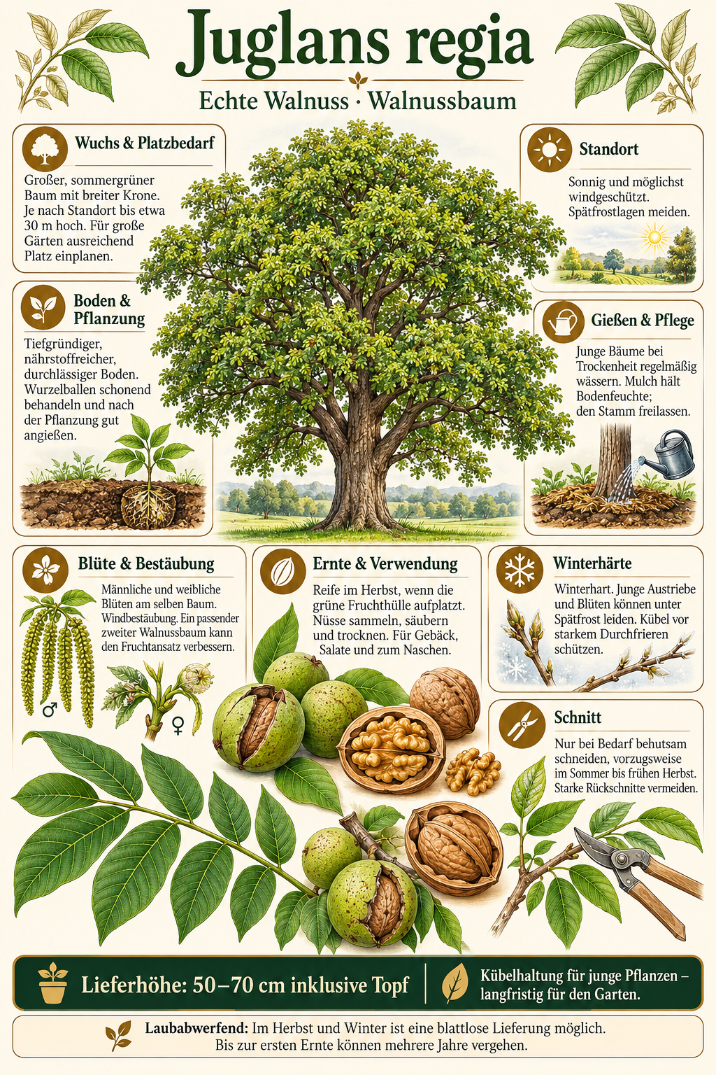 Walnussbaum – Juglans regia – Echte Walnuss, winterharter Nussbaum für den Garten – 50–70 cm inkl. Topf