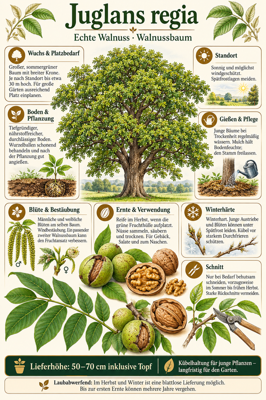 Walnussbaum – Juglans regia – Echte Walnuss, winterharter Nussbaum für den Garten – 50–70 cm inkl. Topf