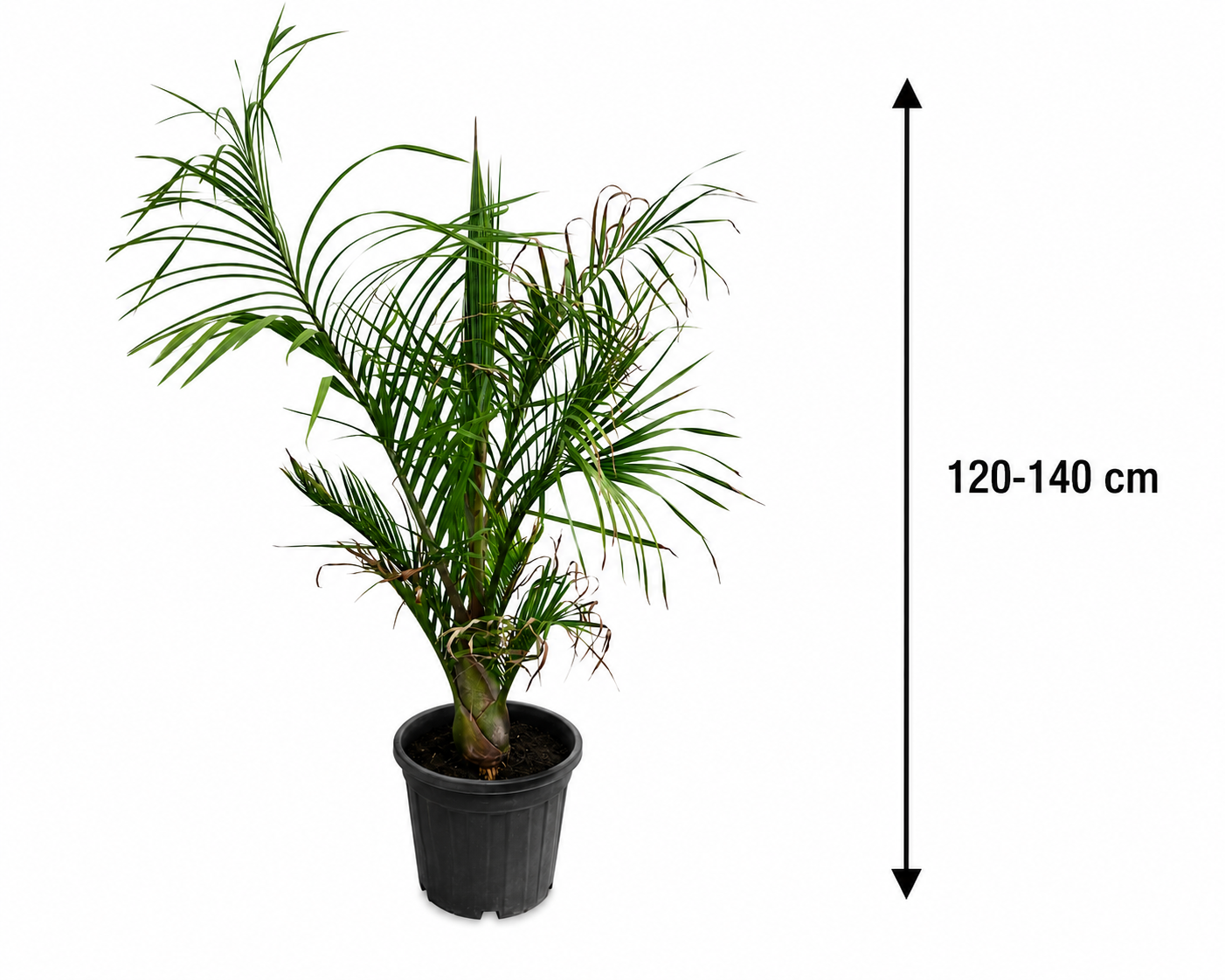 Dypsis Decaryi Dreieckspalme 120-140 cm Seltene Madagaskar Palme Exotische Zimmerpflanze