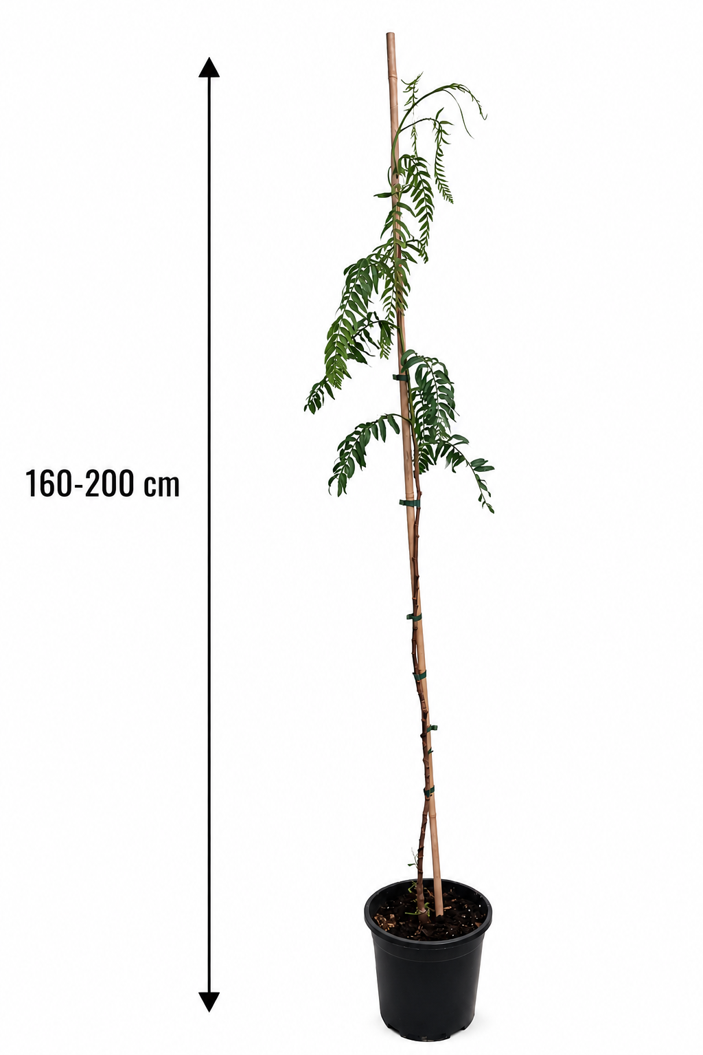Peruanischer Pfefferbaum Schinus molle 160–200 cm – Rosa Pfeffer, Falscher Pfefferbaum, mediterraner Zierbaum für Garten & Terrasse
