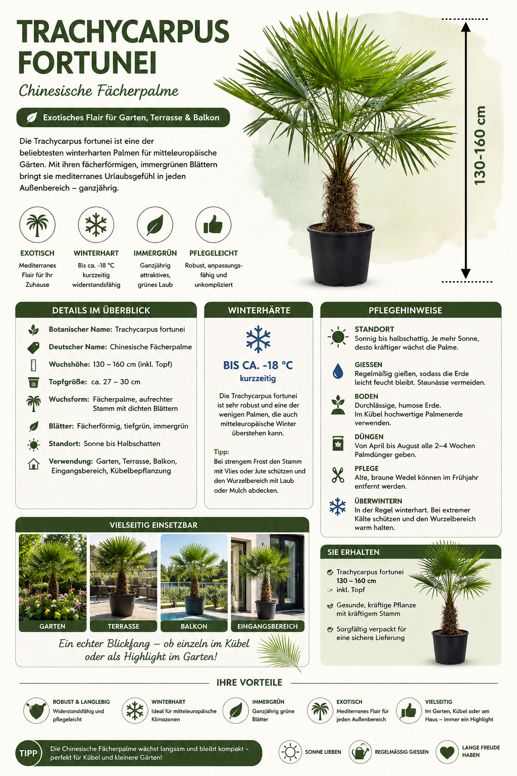 Chinesische Hanfpalme 130–160 cm – Trachycarpus fortunei – Winterharte Palme für Garten, Terrasse und Kübel