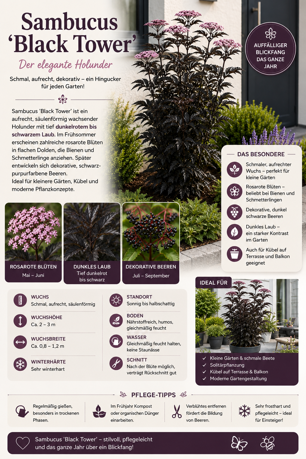 Säulen-Holunder 'Black Tower' 40–60 cm – Schwarzer Holunder | Sambucus nigra 'Black Tower' | Dunkellaubiger Zierholunder mit schwarzrotem Laub