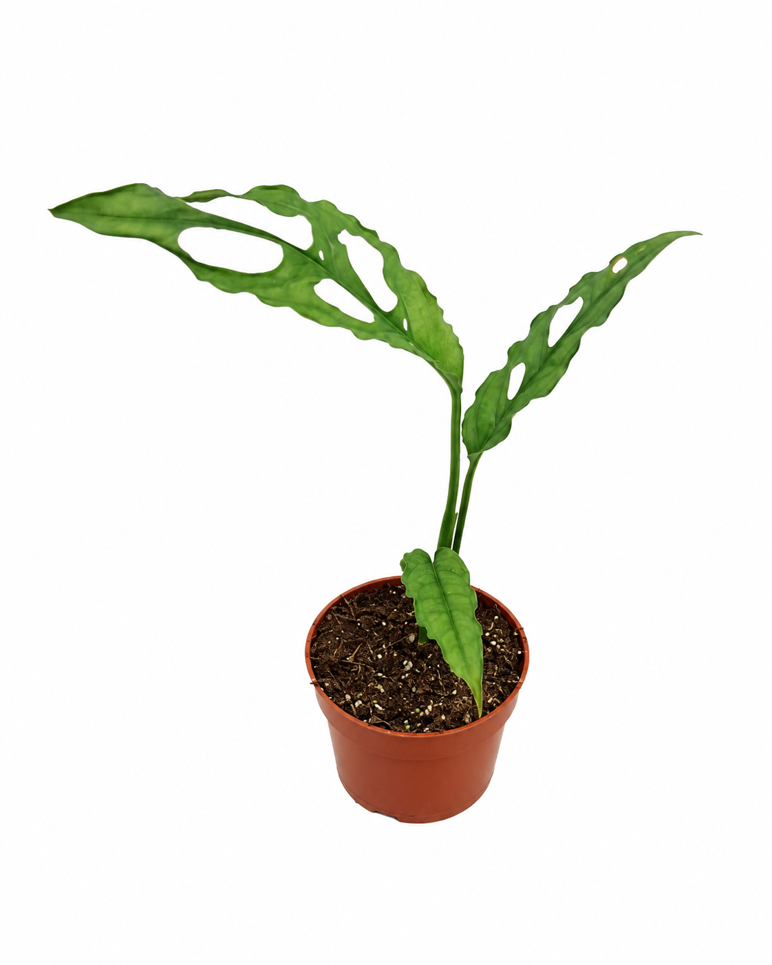 Monstera obliqua Peru ca. 20 cm – Seltene Fensterblatt Zimmerpflanze | Exotische Grünpflanze für Wohnzimmer, Büro & Urban Jungle