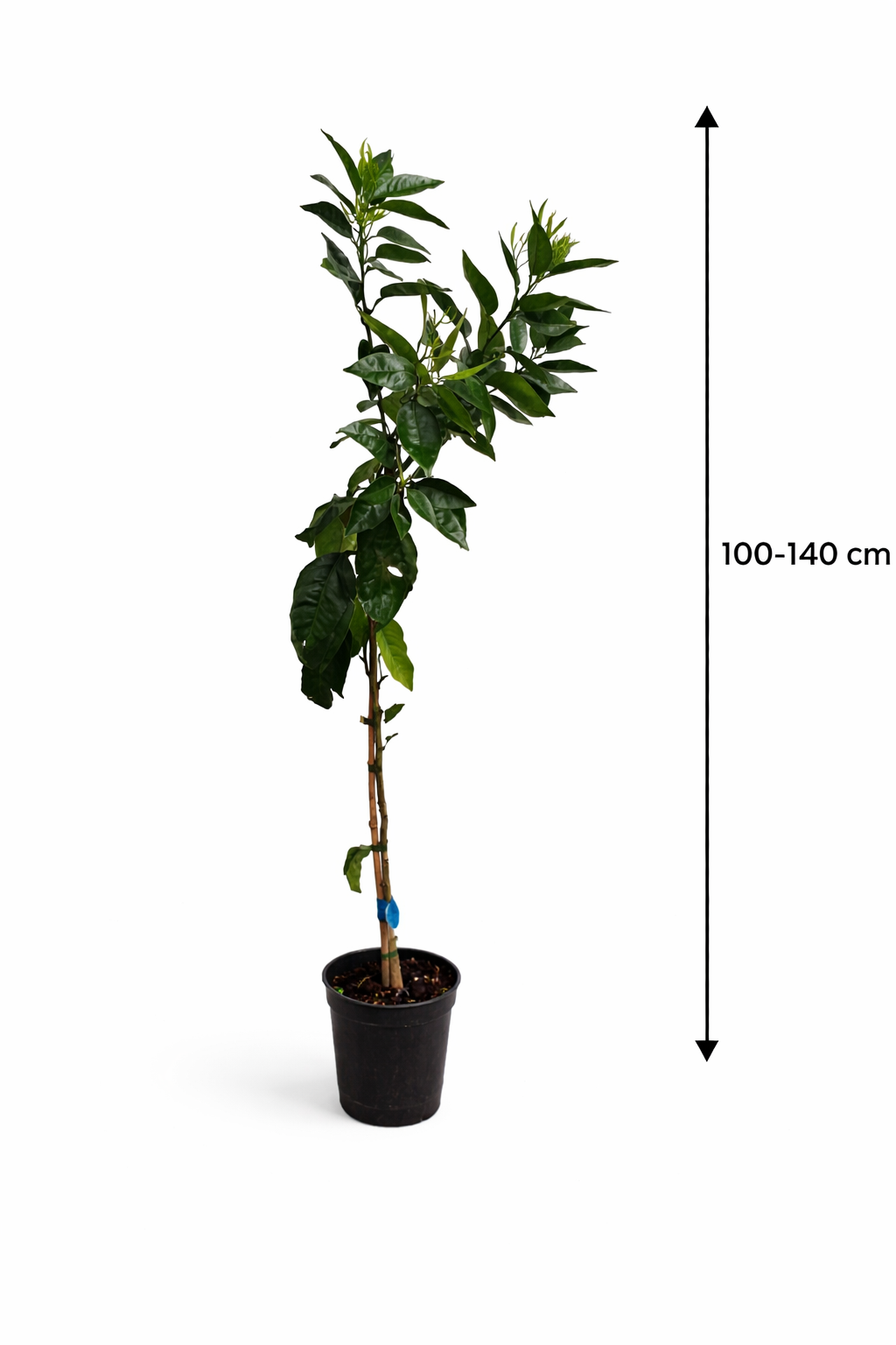 Mandarinenbaum 100–140 cm im Topf (C17) – Citrus reticulata – Mandarinenbäumchen / Mandarine Pflanze winterhart bedingt für Terrasse & Balkon