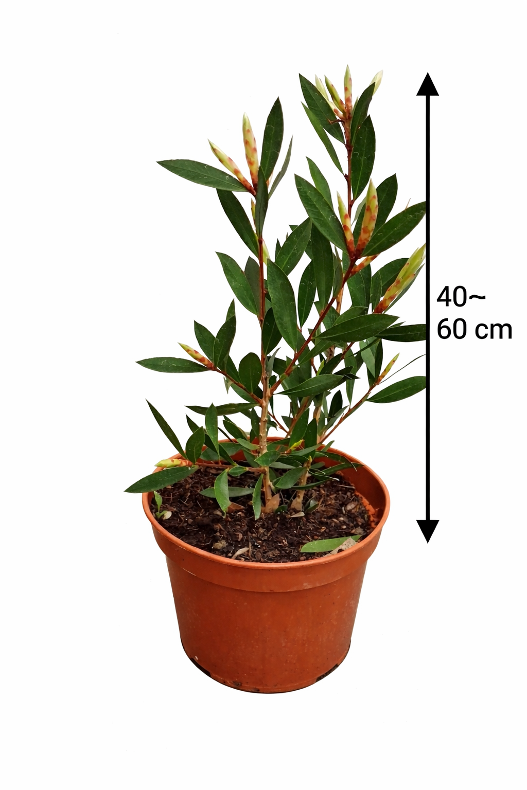 Karminroter Zylinderputzer 40–60 cm – Callistemon laevis Kübelpflanze – Flaschenputzer rot winterhart bedingt mediterrane Balkonpflanze