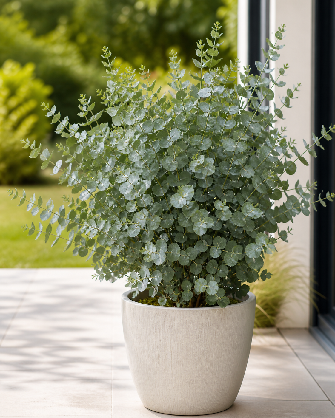 Eucalyptus Cinerea Silver Dollar ca 60 cm Silber Eukalyptus Pflanze Duft Eukalyptus Zimmerpflanze winterhart bedingt