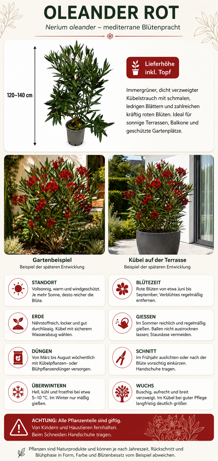 Oleander Semplice Rot 120–140 cm – rot blühender Rosenlorbeer für Terrasse, Balkon und Garten