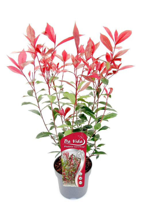 Glanzmispel Photinia fraseri 'Carré Rouge' 40-60 cm besonders roter Blattaustrieb, winterhart