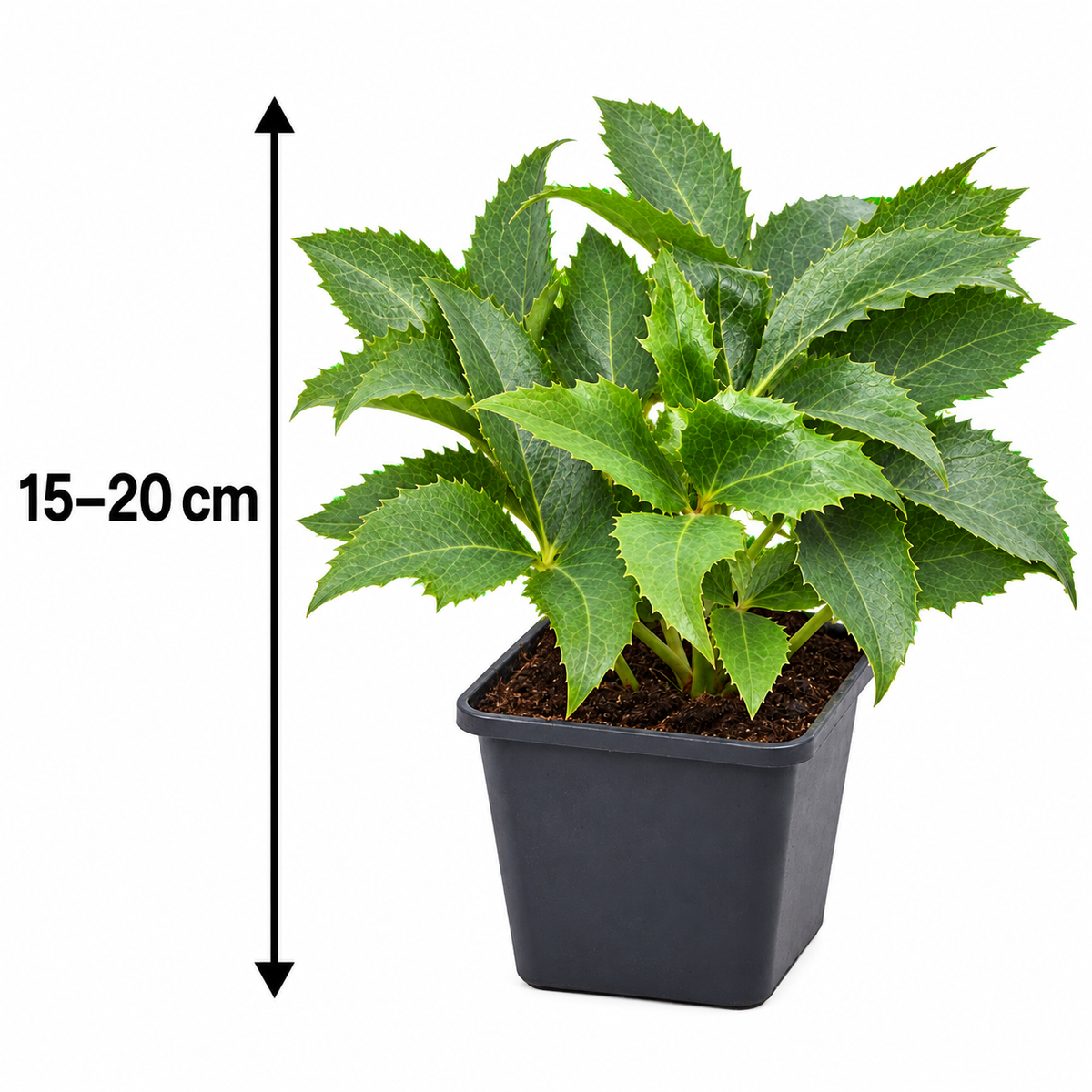 Korsische Nieswurz – Helleborus argutifolius, immergrüne Blütenstaude für Garten & Kübel – 15–20 cm inkl. Topf