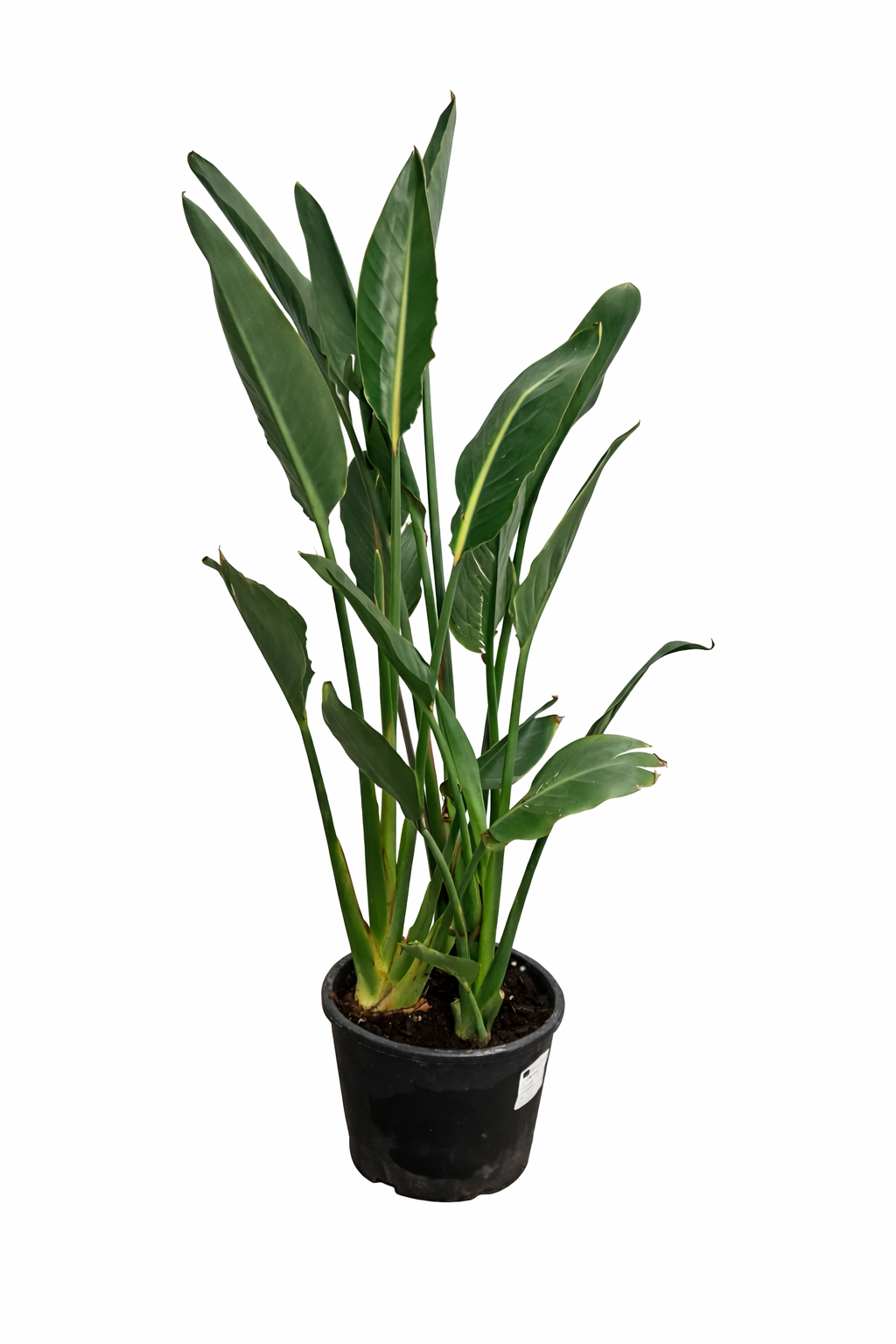 Strelitzia reginae 80–100 cm – Paradiesvogelblume / Strelitzie – exoti –  Blumen-Senf®