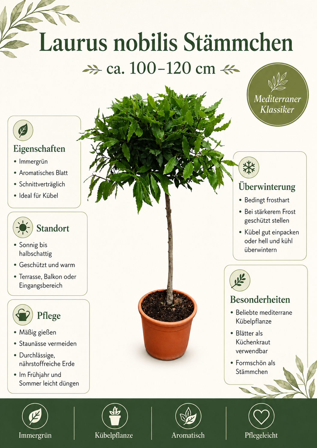 Laurus Nobilis Lorbeer Stämmchen 100–120 cm Echter Lorbeerbaum Kübelpflanze Mediterrane Gewürzpflanze