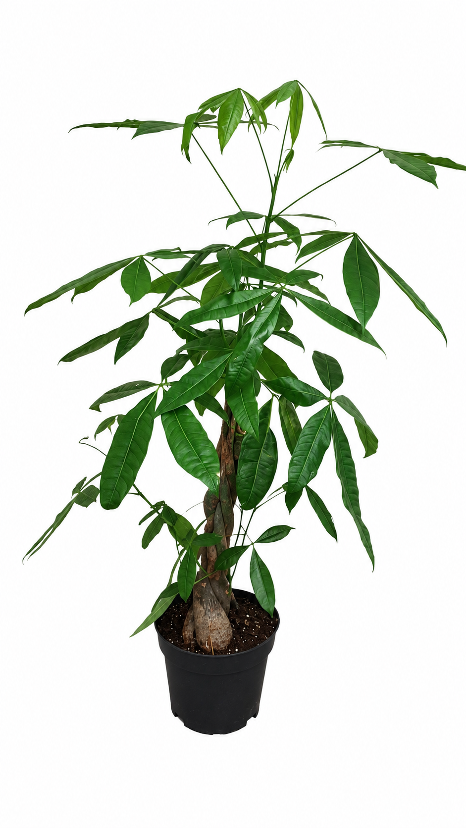 Pachira aquatica – Penízový strom 100-120 cm – Pokojová rostlina pro příjemnou atmosféru