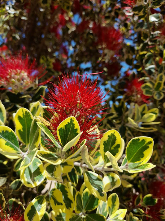 Metrosideros excelsa 'Variegata' 80-100 cm - Buntlaubiger Eisenholzbaum  Pohutukawa Neuseeländischer Weihnachtsbaum