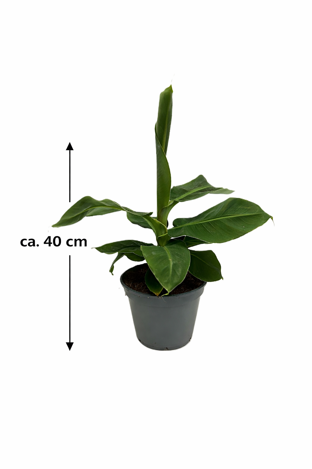 zwergbanane zimmerpflanze Musa Dwarf cavendish