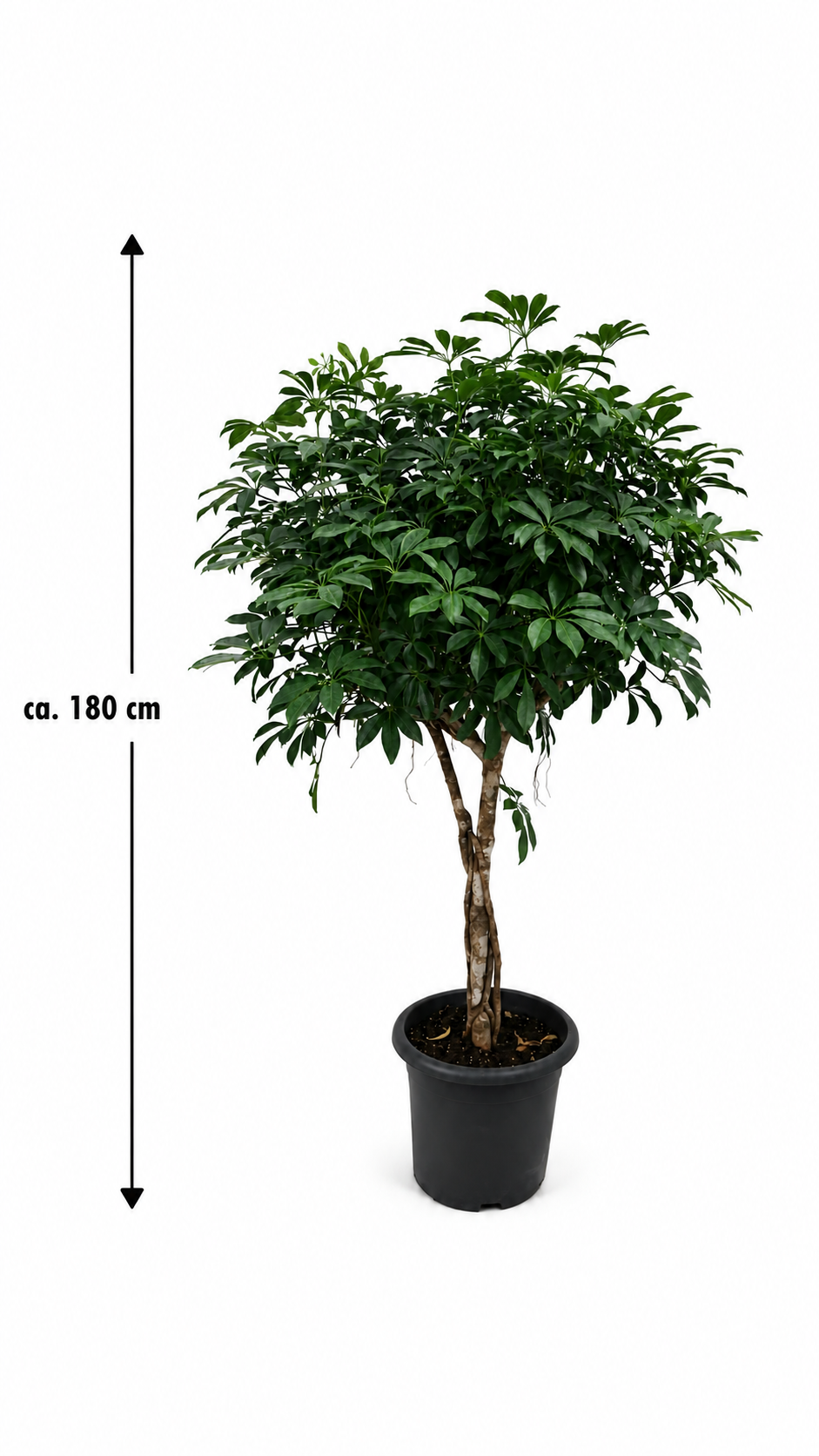 Schefflera arboricola XXL ca. 180 cm – Strahlenaralie mit dickem Stamm, große Zimmerpflanze für Wohnzimmer und Büro