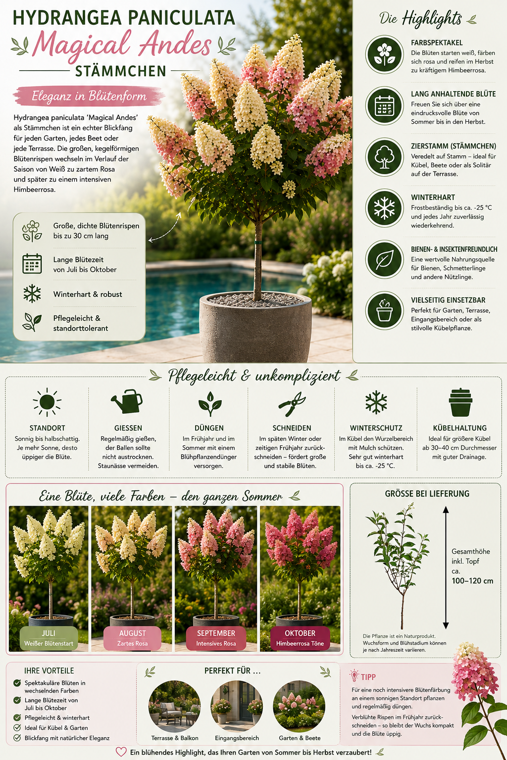 Hydrangea paniculata 'Magical Andes' Stämmchen 100–120 cm – Rispenhortensie Stamm, winterhart, Blütenstrauch für Garten, Terrasse & Kübel